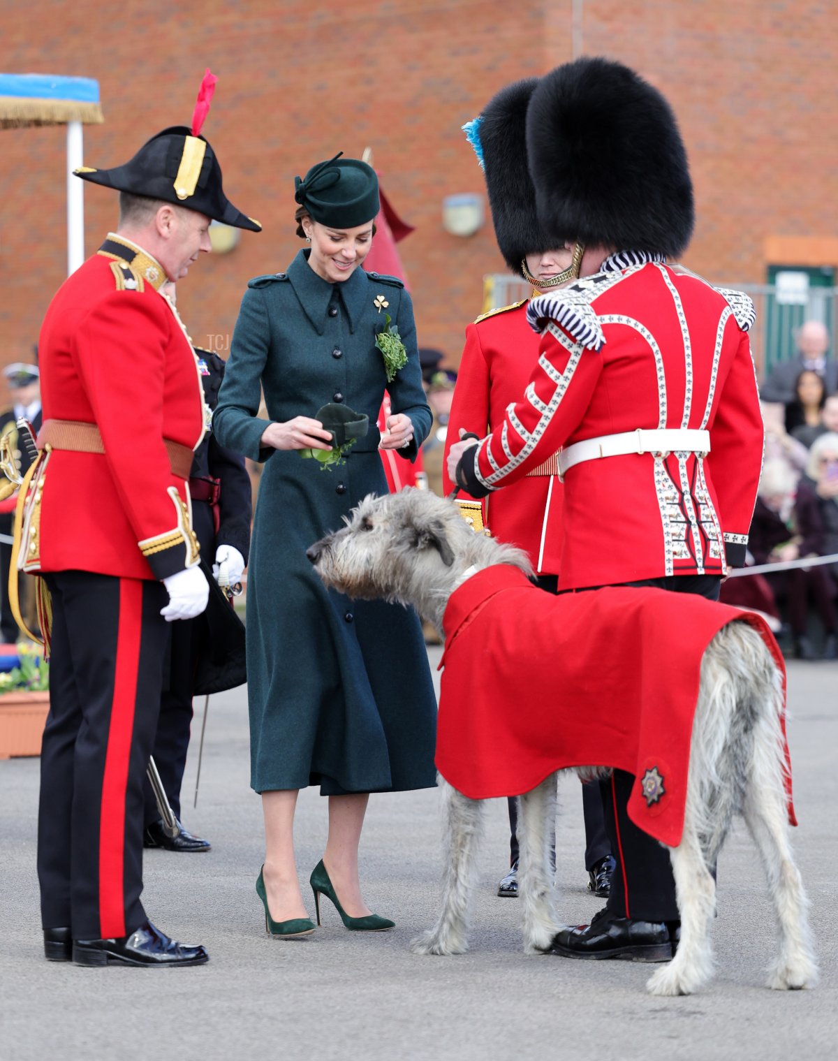 Turlough Mὸr, il mastino irlandese reggimentale, noto anche come Seamus, riceve il suo rametto di trifoglio da Catherine, Duchessa di Cambridge mentre partecipa alla Parata del Giorno di San Patrizio del 1° Battaglione Irish Guards con il Principe William, Duca di Cambridge presso Mons Barracks il 17 marzo 2022 ad Aldershot, Inghilterra