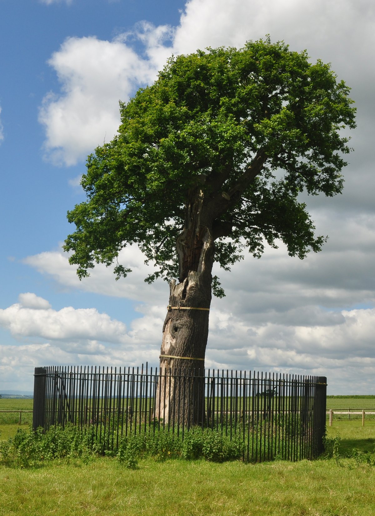 Il Figlio della Quercia Reale, un discendente della Quercia Reale, vicino a Boscobel House nello Shropshire (Wikimedia Commons)